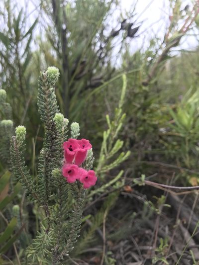 Erica strigilifolia, photographed by Ren Hoekstra