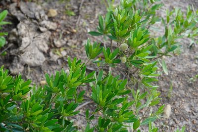 Diospyros dichrophylla, photographed by Matthew Fainman