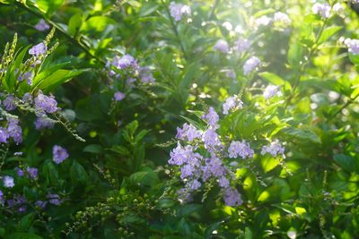 Duranta erecta, photographed by Matthew Fainman