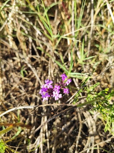Verbena selloi, photographed by alfo
