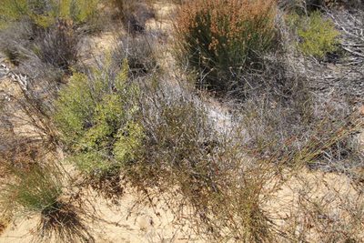 Phylica pustulata, photographed by Tony Rebelo