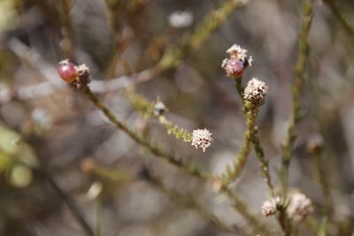 Phylica pustulata, photographed by Tony Rebelo