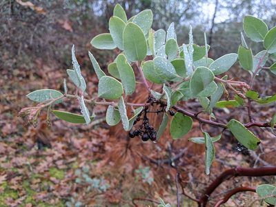 Arctostaphylos viscida, photographed by David Anderson