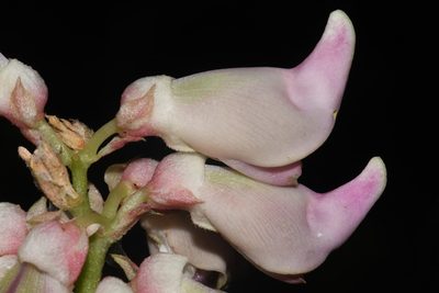 Apios priceana, photographed by Brian Finzel