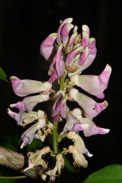 Apios priceana, photographed by Brian Finzel