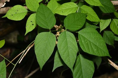 Apios priceana, photographed by Brian Finzel