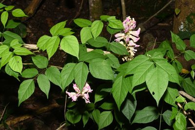 Apios priceana, photographed by Brian Finzel
