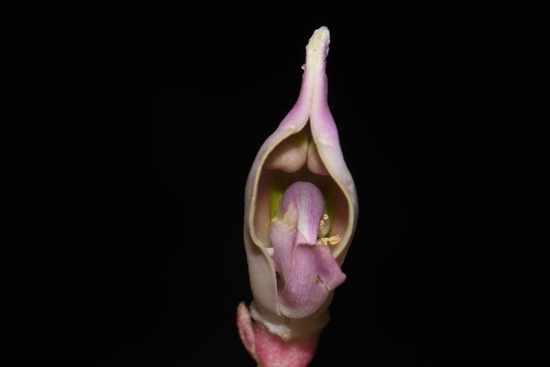 Apios priceana, photographed by Brian Finzel