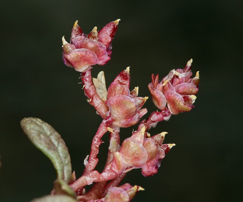 Cistanthe parryi, photographed by Steve Matson