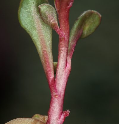 Cistanthe parryi, photographed by Steve Matson