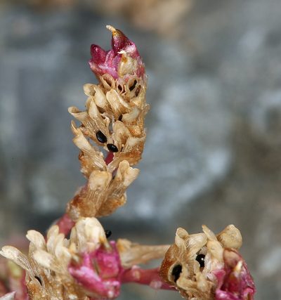 Cistanthe parryi, photographed by Steve Matson