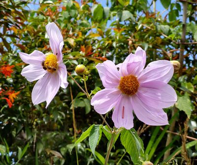 Dahlia imperialis, photographed by Manuel Ortiz
