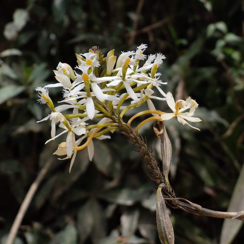 Epidendrum schistochilum, photographed by Manuel Ortiz