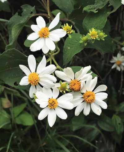 Montanoa ovalifolia, photographed by Manuel Ortiz