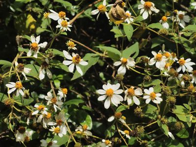 Montanoa ovalifolia, photographed by Manuel Ortiz
