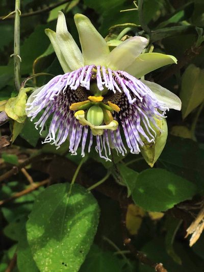 Passiflora ligularis, photographed by Manuel Ortiz