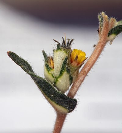 Mentzelia congesta, photographed by Steve Matson