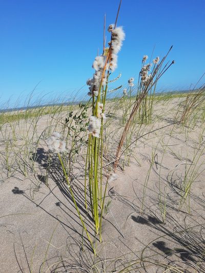 Cyperus trigynus, photographed by Pato Malruk Knight