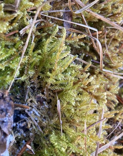 Tomentypnum falcifolium, photographed by Caleb Catto