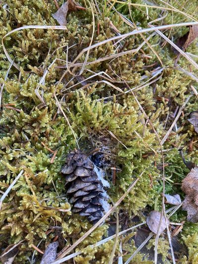 Tomentypnum falcifolium, photographed by Caleb Catto