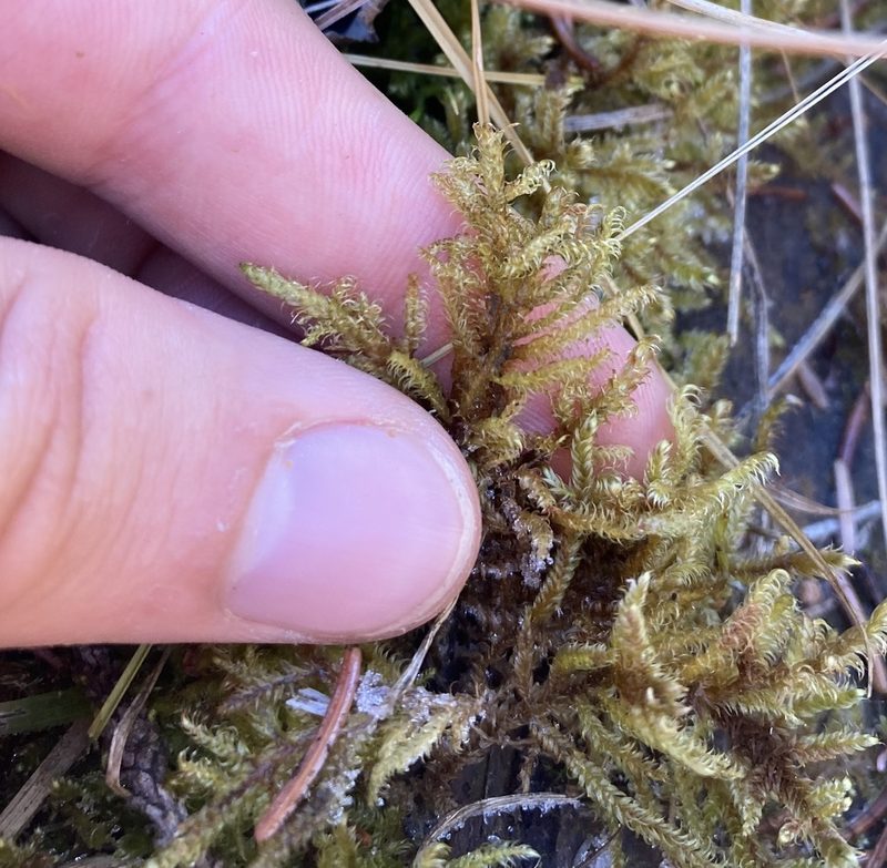 Tomentypnum falcifolium, photographed by Caleb Catto