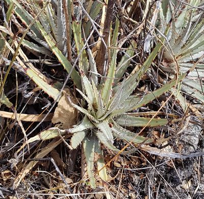 Hechtia pringlei, photographed by Eugenio Padilla