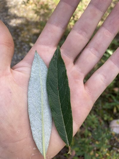 Salix drummondiana, photographed by Caleb Catto