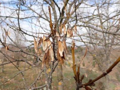 Fraxinus angustifolia, photographed by ARBA Tres Cantos