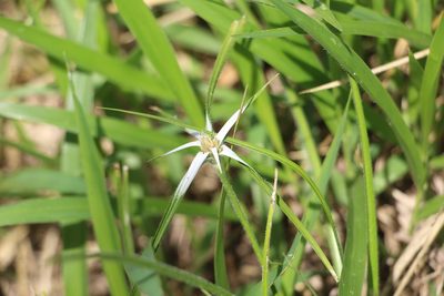 Rhynchospora nervosa, photographed by Andrés Ramírez-Barrera