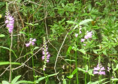 Physostegia leptophylla, photographed by mfeaver