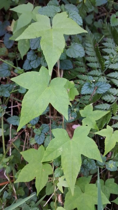 Ceratiosicyos laevis, photographed by Riley Pollom
