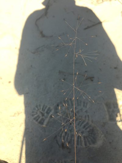 Muhlenbergia pungens, photographed by Vincent Weber