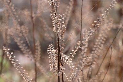 Perilla frutescens, photographed by Kim