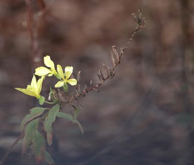 Oenothera biennis, photographed by Kim