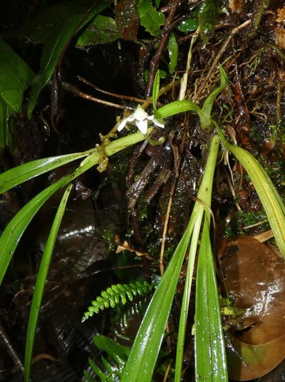 Maxillaria angustissima, photographed by Kai Squires