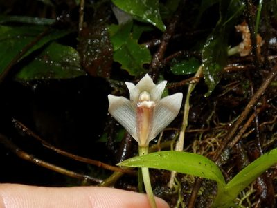 Maxillaria angustissima, photographed by Kai Squires