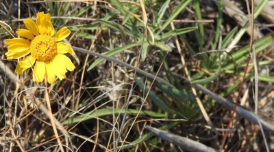 Tetraneuris scaposa, photographed by saltyhiker