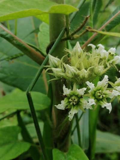 Fischeria stellata, photographed by Kozue Kawakami