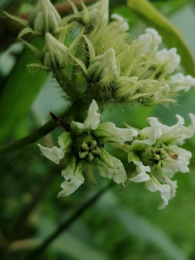 Fischeria stellata, photographed by Kozue Kawakami