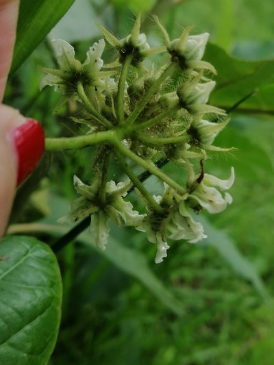 Fischeria stellata, photographed by Kozue Kawakami