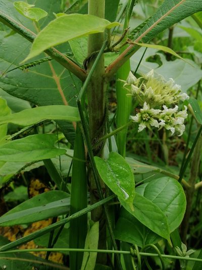 Fischeria stellata, photographed by Kozue Kawakami