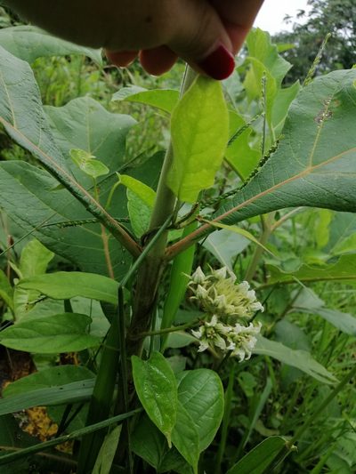 Fischeria stellata, photographed by Kozue Kawakami