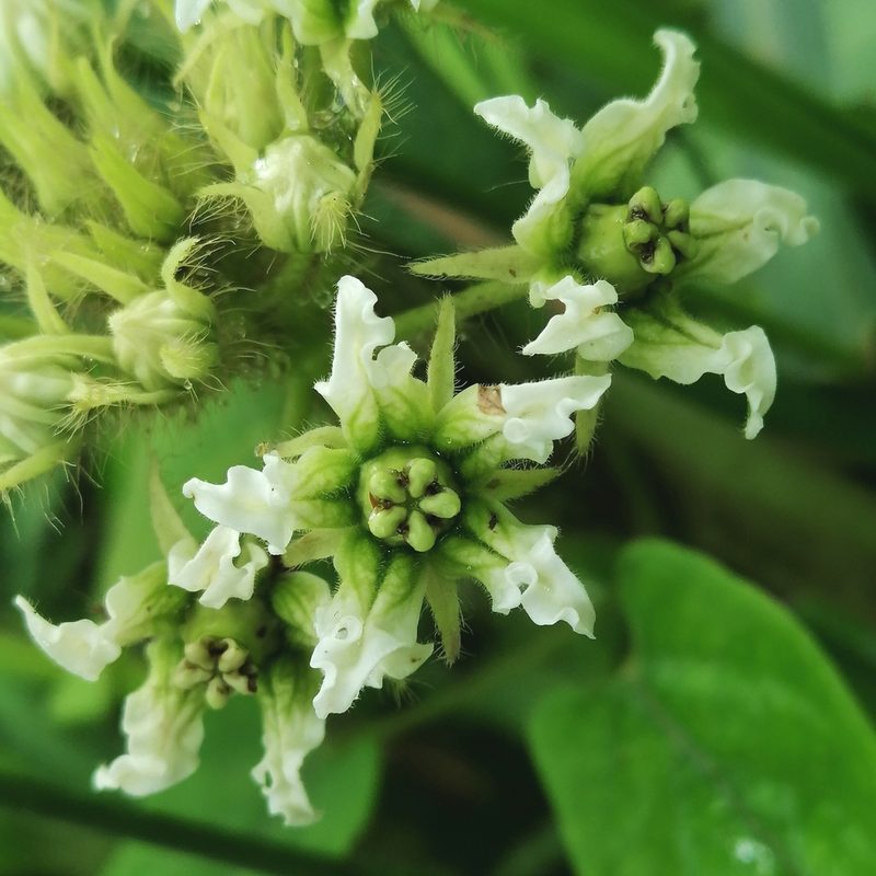 Fischeria stellata, photographed by Kozue Kawakami