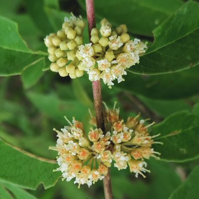 Adenaria floribunda, photographed by Kozue Kawakami