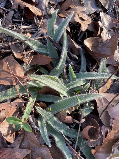 Tradescantia reverchonii, photographed by Luke Padon