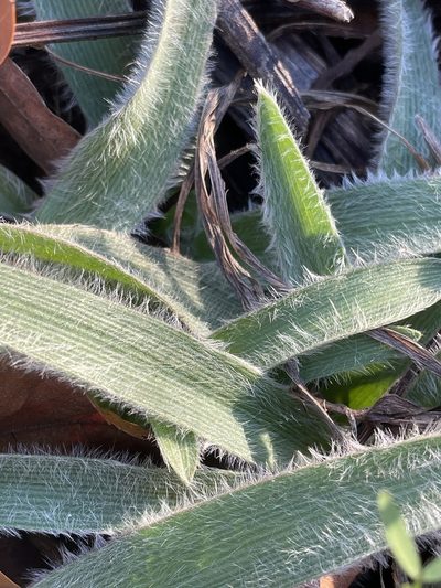 Tradescantia reverchonii, photographed by Luke Padon
