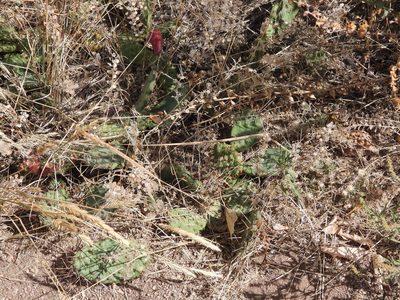 Opuntia macrorhiza, photographed by Jared Shorma