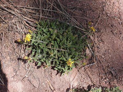 Chrysopsis villosa, photographed by Jared Shorma