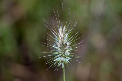 Echinopogon ovatus, photographed by Andrew Allen