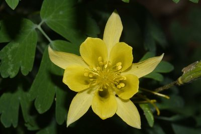 Aquilegia chrysantha, photographed by Brian Finzel